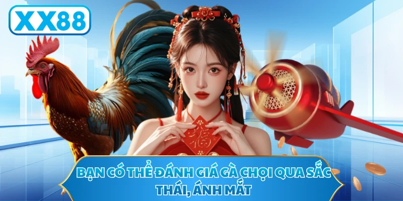 Bạn có thể đánh giá gà chọi qua sắc thái, ánh mắt